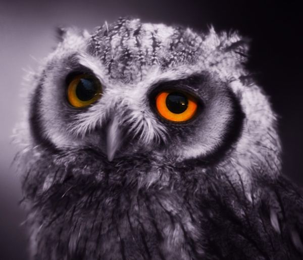 MB&F與寶詩龍攜手亮相：HM3 JwlryMachine 腕表